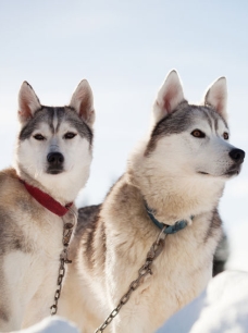 המלצה על טיול מאורגן ללפלנד