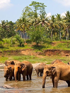 טיול לסרי לנקה לשומרי מסורת